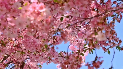 Branches of flowered cherry trees Stock Footage 89494282