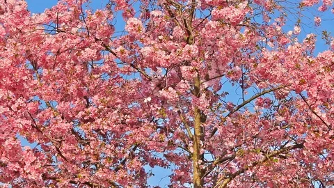Branches of flowered cherry trees Stock Footage 90302081