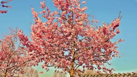 Branches of flowered cherry trees sway in the wind Stock Footage 91329053