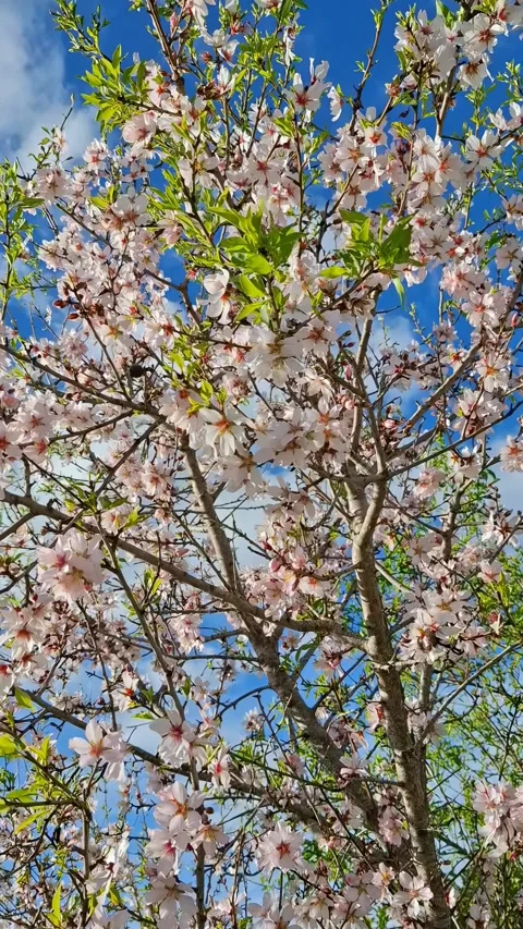 Branches of a flowering almond tree in Spain against a blue sky 스톡 동영상 337344133