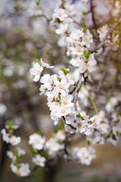 Branches of flowering almonds on a tree Stock Photos