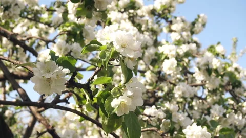 Branches of flowering apple swaying by the wind Stock Footage 107193726