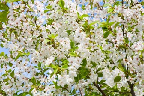 Branches of flowering apple-tree Stock Photos