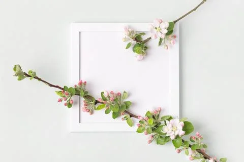 Branches of flowering apple tree Stock Photos