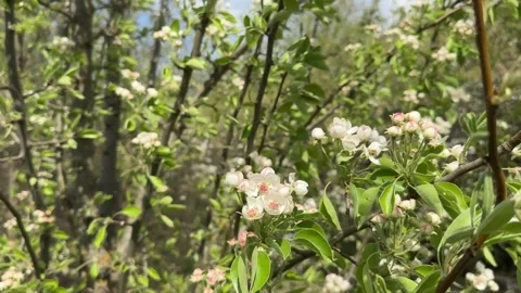 Branches of a flowering apple tree in the wind against the sky Stock Footage 273564567