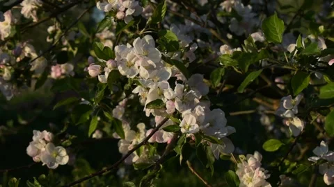 Branches of flowering apple trees, spring evening Stock Footage 146689595