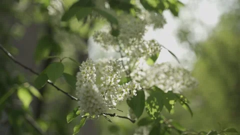The branches of a flowering bird cherry sway in the wind in the rays of the sun Stock Footage 309421596