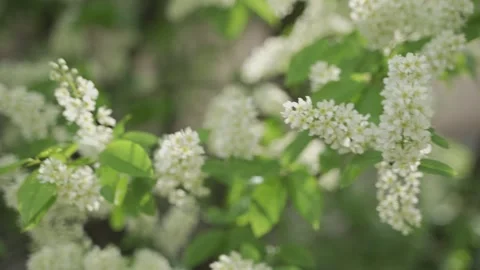 The branches of a flowering bird cherry sway in the wind in the rays of the sun Stock Footage 309421612