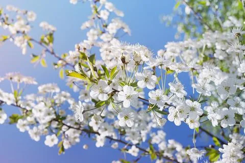 Branches of flowering cherries Stock Photos