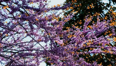 Branches   of   flowering   cherry   blossoms   in   springtime Foto stock