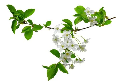 The branches of flowering cherry with foliage. cherry blossoms sakura tree bl 스톡 사진