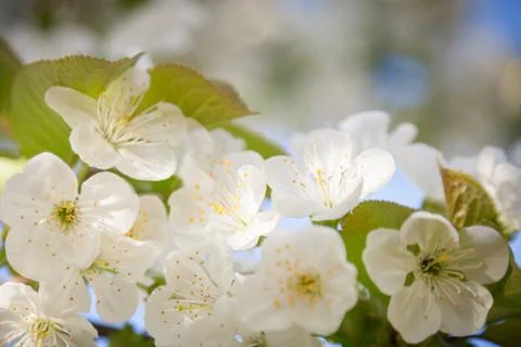 Branches of flowering cherry Stock Photos