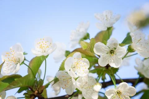 Branches of flowering cherry Stock Photos