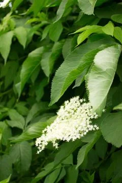 Branches of flowering elder in spring or summer. Vertical. 스톡 사진