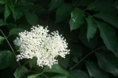 Branches of flowering elder in spring or summer. Moldova, june 2019. Stock Photos