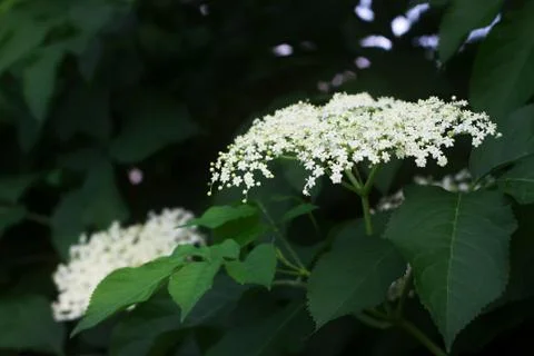 Branches of flowering elder in spring or summer. Moldova, june 2019. Stock-Fotos