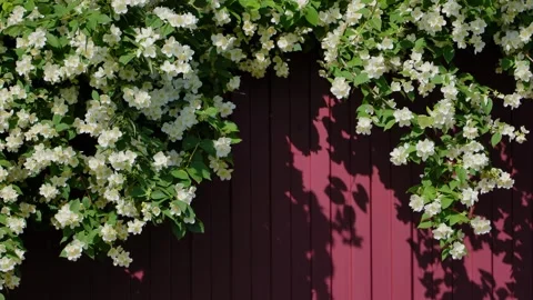 Branches of flowering jasmine hanging over a burgundy metal profile fence. 스톡 동영상 313433158