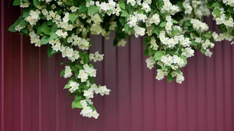 Branches of flowering jasmine hanging over a burgundy metal profile fence. Stock Footage 313474046