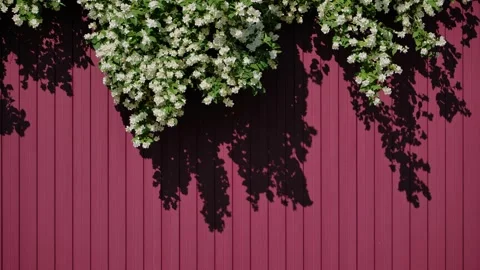 Branches of flowering jasmine hanging over a burgundy metal profile fence. Stock Footage 314041044