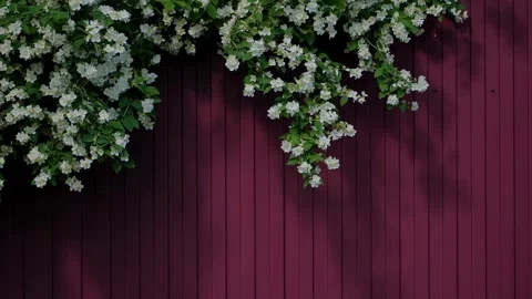 Branches of flowering jasmine hanging over a burgundy metal profile fence. Stock Footage 314041086