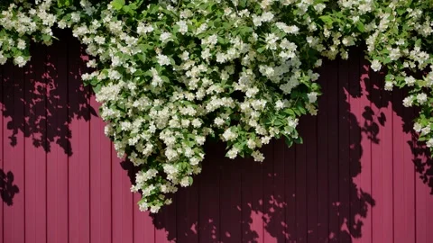Branches of flowering jasmine hanging over a burgundy metal profile fence. Stock Footage 314184667