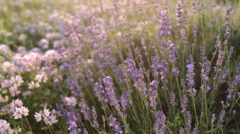 Branches of flowering lavender Stock Footage 51770872