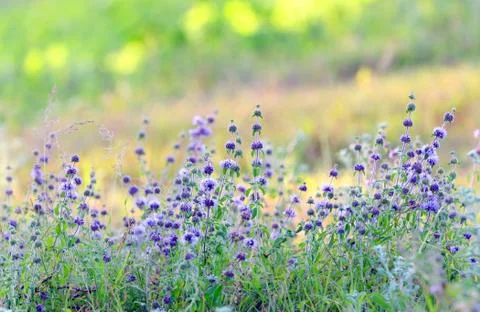 Branches of flowering lavender Stock Photos
