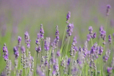 Branches of flowering lavender Stock Photos