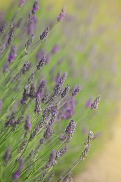 Branches of flowering lavender Stock Photos
