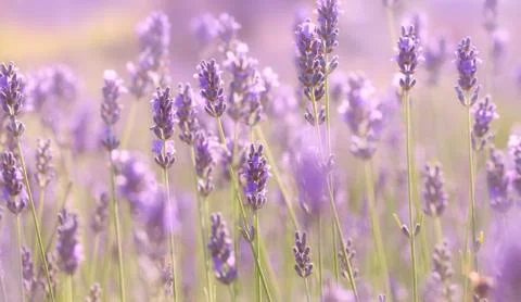 Branches of flowering lavender Stock Photos