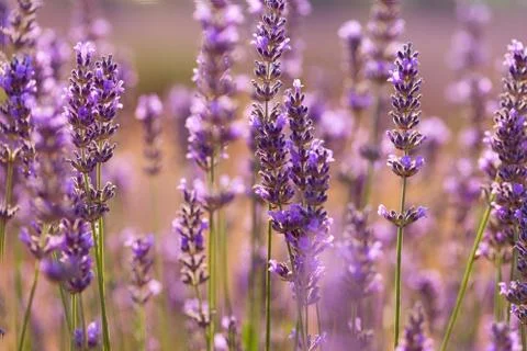 Branches of flowering lavender Stock Photos