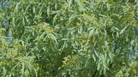 Branches of flowering olive tree in wind, close-up Vídeo Stock 336382363
