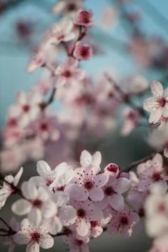 Branches of flowering plum Stock Photos