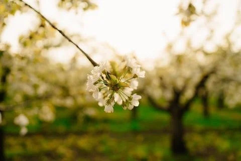 Branches of flowering spring trees in the sun. the aroma of flowers Stock Photos
