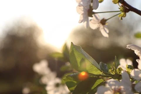 Branches of a flowering tree against the backdrop of sunset. Macro Fotos de archivo