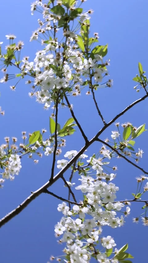 Branches of a flowering tree against a blue sky. Moving in. White flowers. Stock Footage 194373302