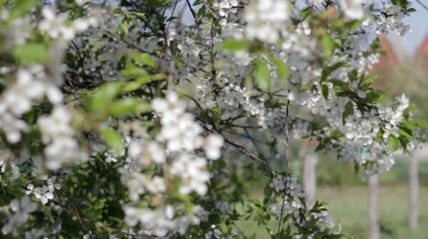 The branches of a flowering tree blowing in the wind Stock Footage 26632395