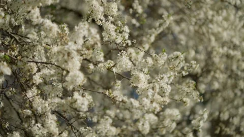 Branches of a flowering tree covered with delicate white flowers. Concept of Stock Footage 307142849