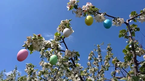 Branches of flowering tree, decorated with Easter eggs, background of blue sky. Stock Footage 260651867