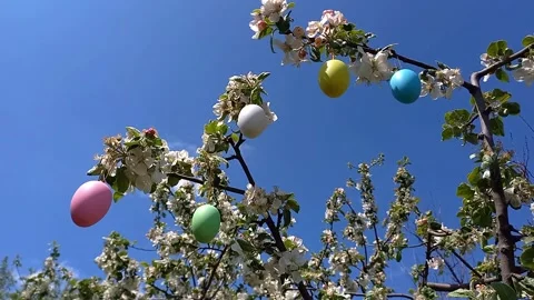 Branches of flowering tree, decorated with Easter eggs, background of blue sky. Stock Footage 260751343