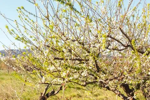 Branches of a flowering tree at the end of winter Stock Photos