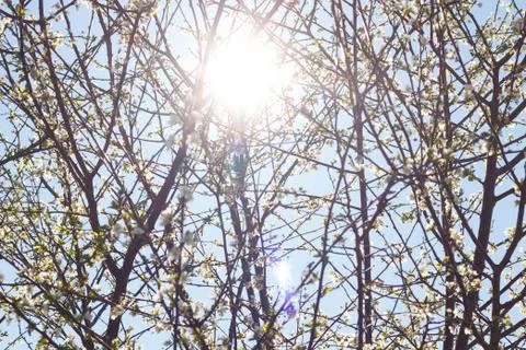 Branches of a flowering tree at the end of winter Stock Photos