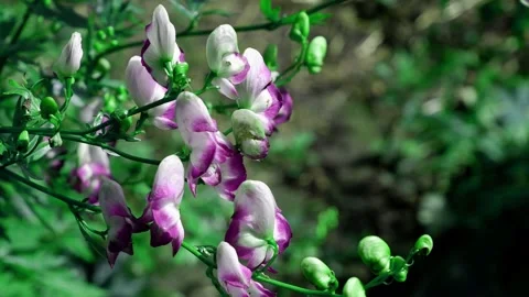 The branches of a flowering tree move in the wind. Stock Footage 168739919