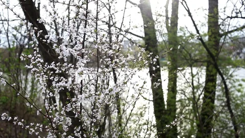 Branches of a flowering tree by the river. Video stock 128674380