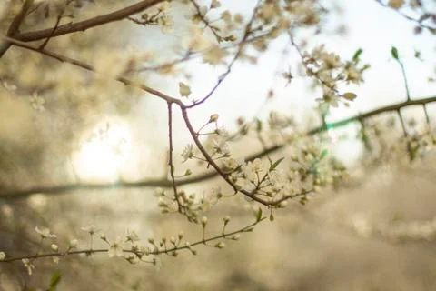 Branches of flowering trees close-up Stock Photos