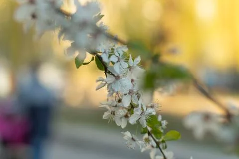 Branches of flowering trees close-up 스톡 사진