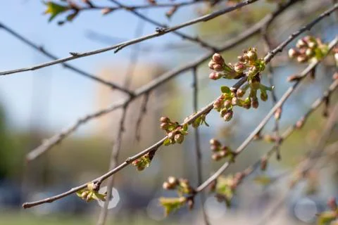 Branches of flowering trees close-up Stock Photos