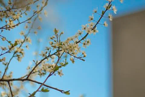 Branches of flowering trees close-up 写真素材