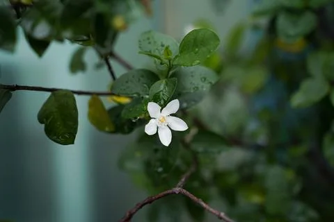 The branches of the flowering trees Stock Photos