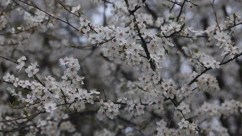 Branches of flowering trees sway in the wind. Stock Footage 128678817